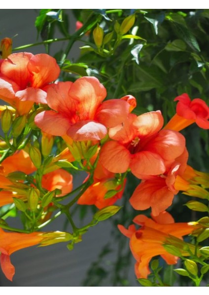 Campsis Radicans Turuncu Acem Borusu Çiçeği 1 Adet Sarmaşık Çiçek