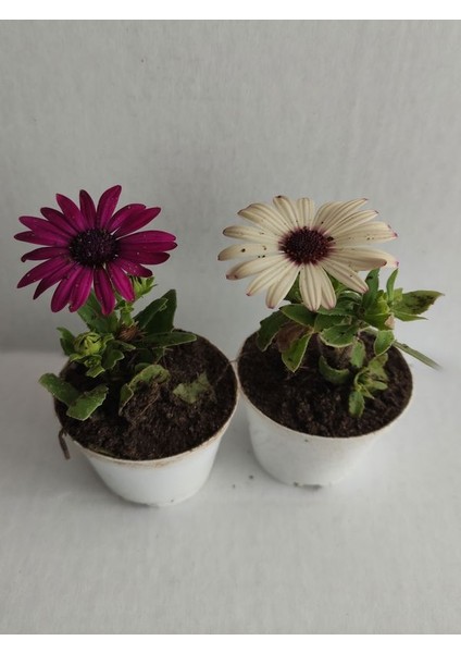 2' Li Mini Bodrum Papatyası Çiçeği 10-15CM Mor-Beyaz Renk modelleri
