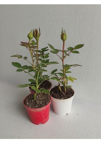3' Lü Mini Gül Fidesi Karışık Renk 15-20CM Saksılı (Mix Rose)