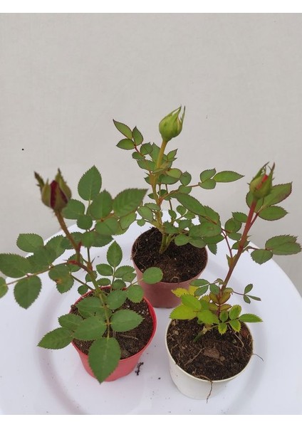 3' Lü Mini Gül Fidesi Karışık Renk 15-20CM Saksılı (Mix Rose) fiyatları
