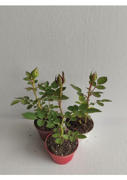 3' Lü Mini Gül Fidesi Karışık Renk 15-20CM Saksılı (Mix Rose) modelleri