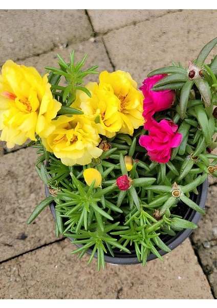 Ipek Kedi Tırnağı Çiçeği 2 Adet Sarı-Fuşya Renkli 10-15CM (Portulaca Grandiflora)