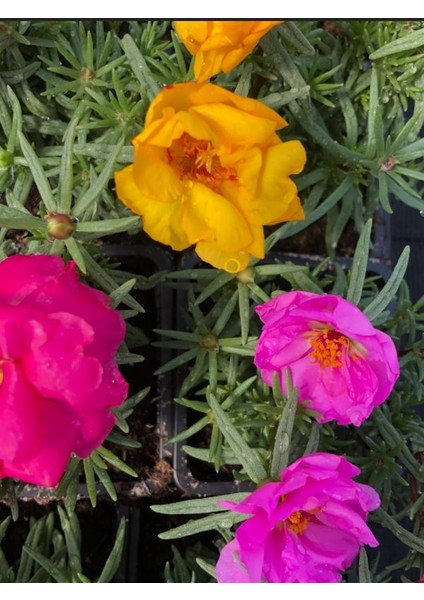 Ipek Kedi Tırnağı Çiçeği 2 Adet Sarı-Fuşya Renkli 10-15CM (Portulaca Grandiflora)