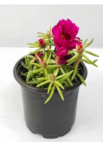 Ipek Kedi Tırnağı Çiçeği 2 Adet Sarı-Fuşya Renkli 10-15CM (Portulaca Grandiflora)