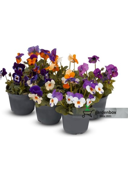 Hercai Çiçeği 3 Renk Saksılı 15-20CM Bahçe Balkon Çiçeği