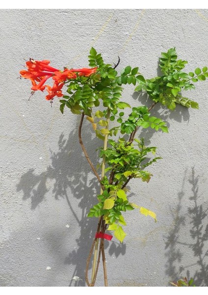 Campsis Radicans Sarmaşık Acem Borusu Çiçeği 50-70CM Saksılı Bahçe Balkon Çiçeği fiyatları