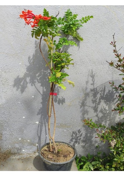 Campsis Radicans Sarmaşık Acem Borusu Çiçeği 50-70CM Saksılı Bahçe Balkon Çiçeği modelleri