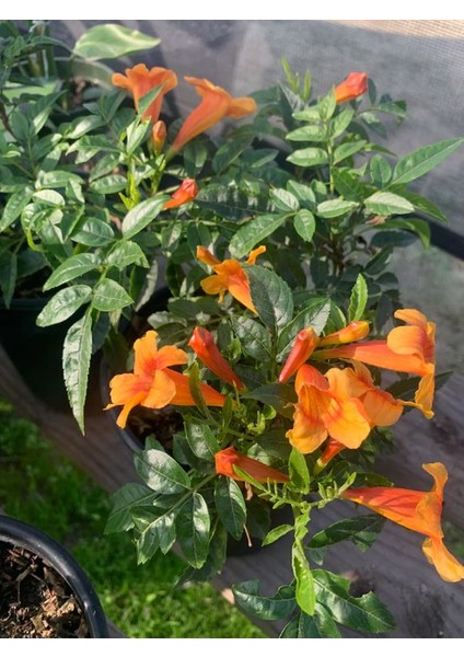 Campsis Radicans Sarmaşık Acem Borusu Çiçeği 50-70CM Saksılı Bahçe Balkon Çiçeği fırsatları