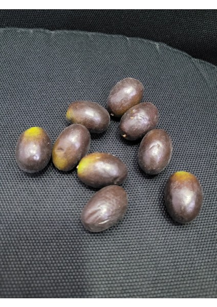 Yapay Zeytin 8'li 3 cm