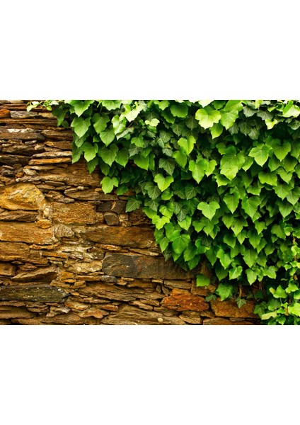 Hedera Helix – Orman Sarmaşığı 100-150 cm 20 Adet
