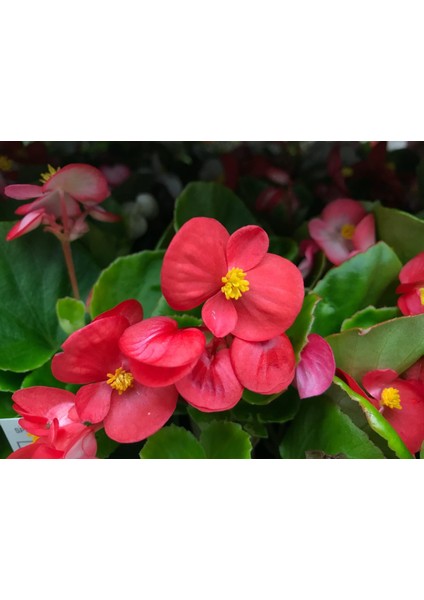 Begonya – Begonia Kırmzı Renk 50 Adet