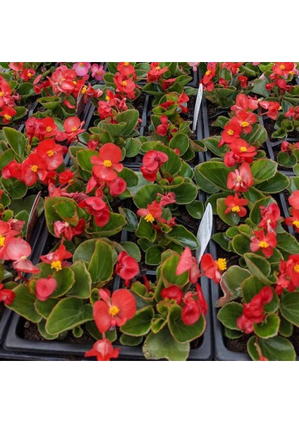 Begonya – Begonia Kırmzı Renk 50 Adet