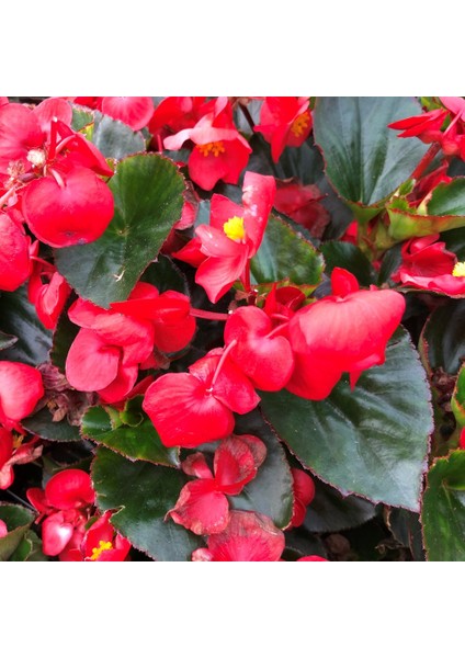Begonya – Begonia Kırmızı Renk 30 Adet modelleri