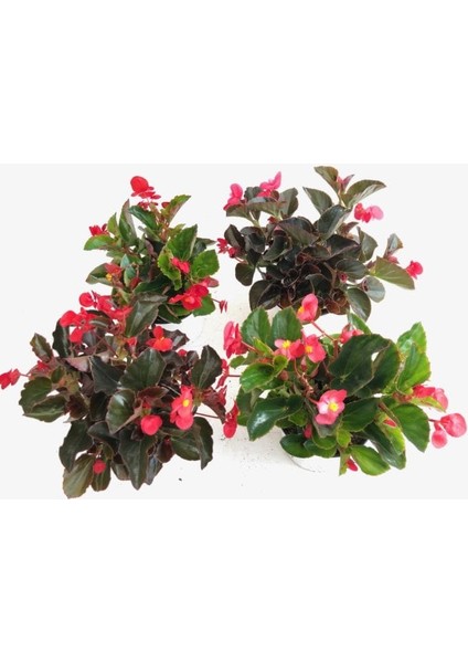 Begonya – Begonia Kırmızı Renk 30 Adet fırsatları