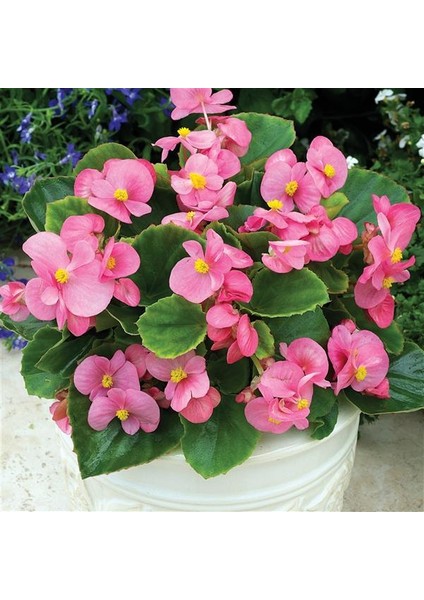 Begonya – Begonia Pembe Renk 10 Adet