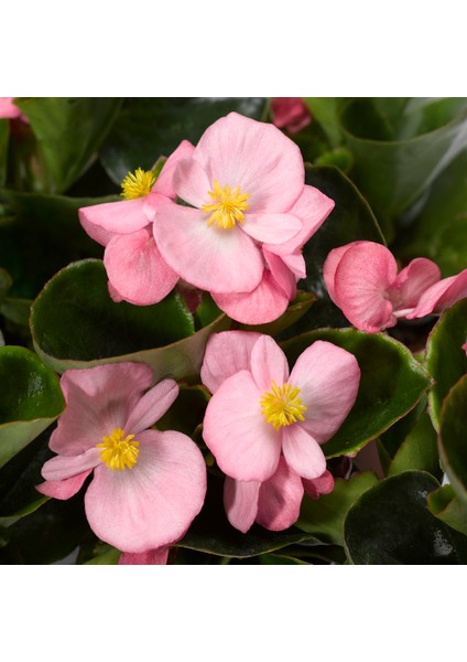 Begonya – Begonia Pembe Renk 10 Adet