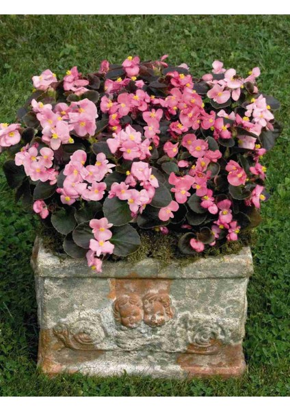 Begonya – Begonia Pembe Renk 10 Adet