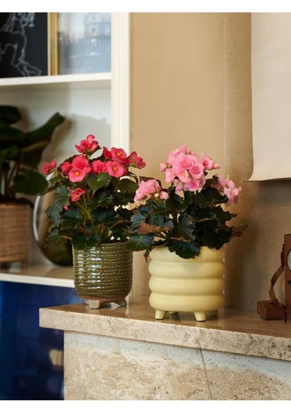 Begonya – Begonia Pembe Renk 10 Adet