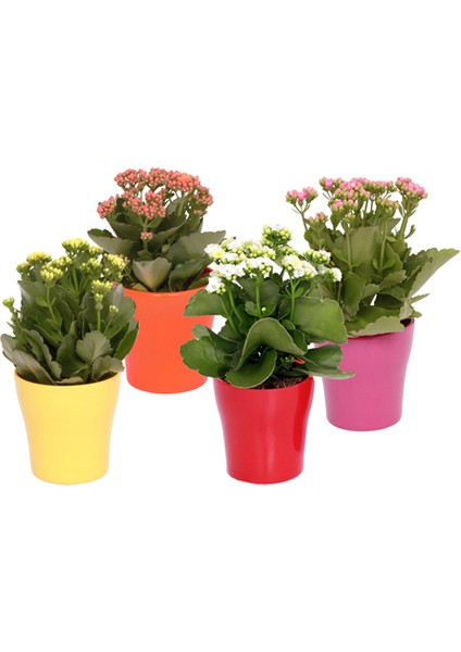 Kalanşo Çiçeği – Kalanchoe 20 Adet