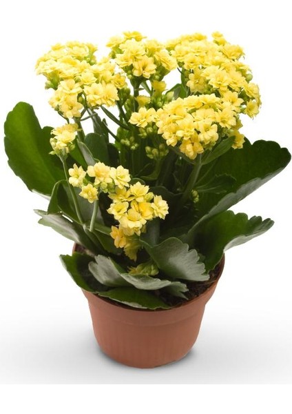 Kalanşo Çiçeği – Kalanchoe 20 Adet fiyatları