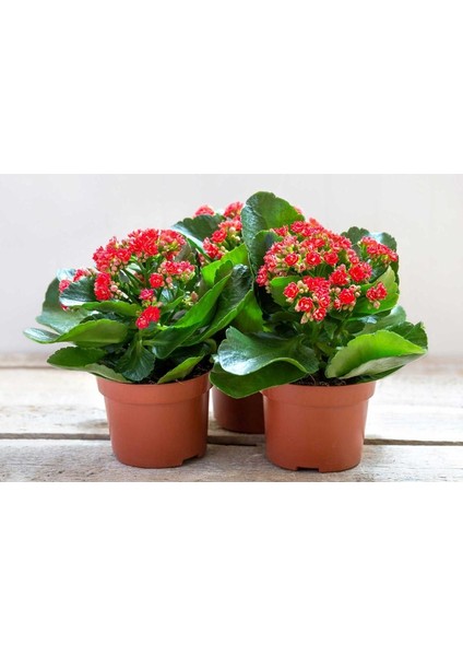 Kalanşo Çiçeği – Kalanchoe 20 Adet modelleri