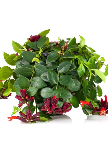 Ruj Çiçeği(Aeschynanthus) - Askılı Saksıda 2 Adet