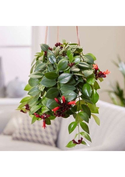 Ruj Çiçeği(Aeschynanthus) - Askılı Saksıda 2 Adet fiyatları