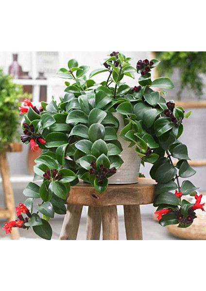 Ruj Çiçeği(Aeschynanthus) - Askılı Saksıda 2 Adet modelleri