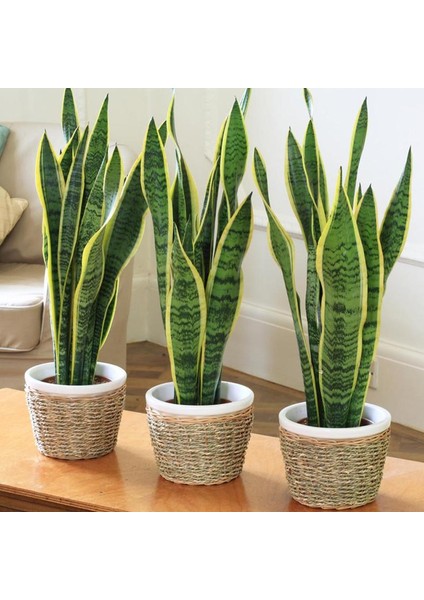 Paşa Kılıcı - Peygamber Kılıcı (Sansaveria trifasciata) 20 cm 3