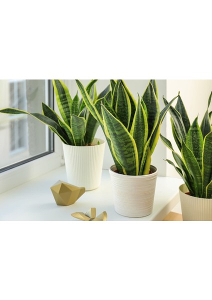Paşa Kılıcı - Peygamber Kılıcı (Sansaveria trifasciata) 20 cm 3 fiyatları