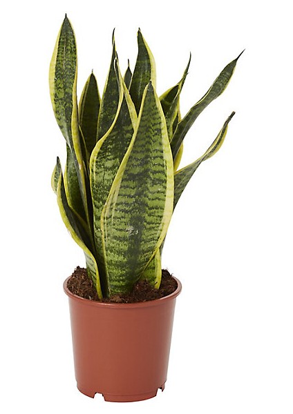 Paşa Kılıcı - Peygamber Kılıcı (Sansaveria trifasciata) 20 cm 3 indirimleri