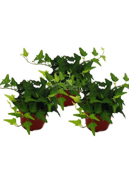 Mini Hedera Salon Sarmaşığı- (Hedera Helix Green) 3 Adet Saksıda