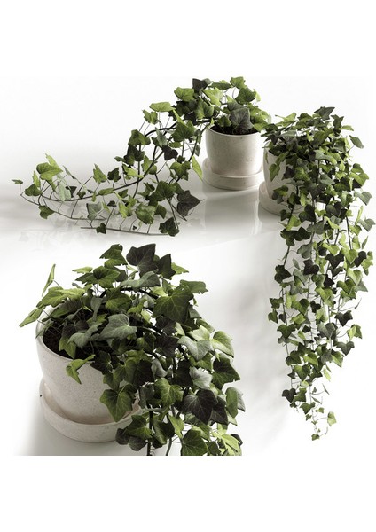Mini Hedera Salon Sarmaşığı- (Hedera Helix Green) 3 Adet Saksıda