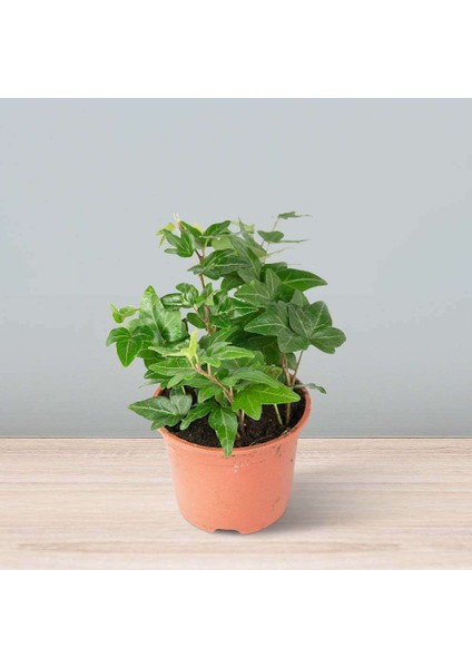 Mini Hedera Salon Sarmaşığı- (Hedera Helix Green) 3 Adet Saksıda