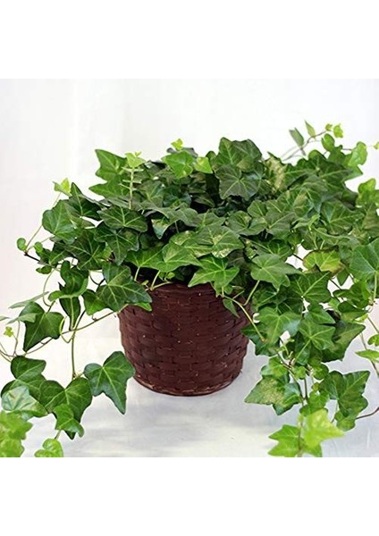 Mini Hedera Salon Sarmaşığı- (Hedera Helix Green) 3 Adet Saksıda