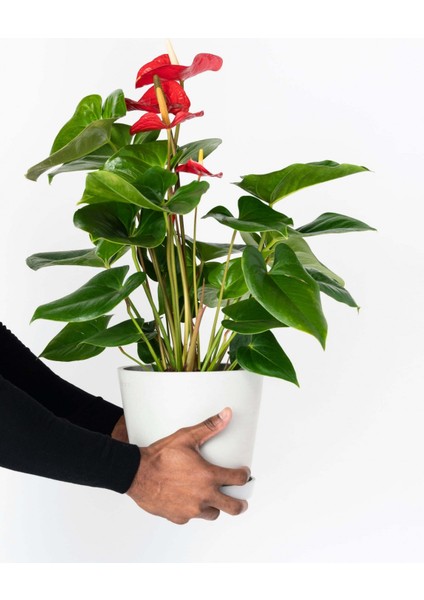 Anthoryum - Flamingo Çiçeği (Anthurium) 3 Adet