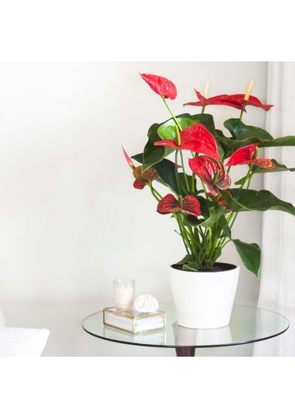 Anthoryum - Flamingo Çiçeği (Anthurium) 3 Adet