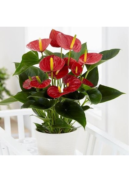Anthoryum - Flamingo Çiçeği (Anthurium) 3 Adet