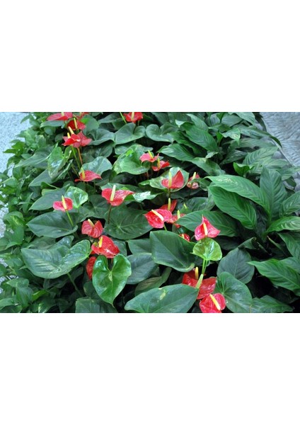 Anthoryum - Flamingo Çiçeği (Anthurium) 3 Adet