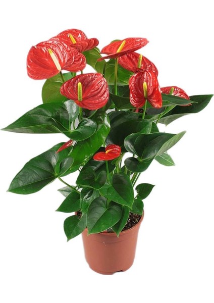 Anthoryum - Flamingo Çiçeği (Anthurium) 3 Adet