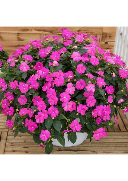 Cam Güzeli Çiçeği -Impatiens Walleriana - Pembe 10 Adet