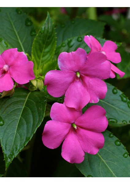 Cam Güzeli Çiçeği -Impatiens Walleriana - Pembe 10 Adet fiyatları