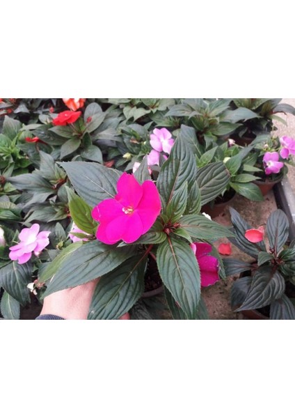 Cam Güzeli Çiçeği -Impatiens Walleriana - Pembe 10 Adet fırsatları
