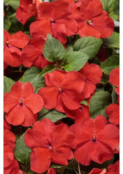 Cam Güzeli Çiçeği -Impatiens Walleriana - Kırmızı 5 Adet modelleri