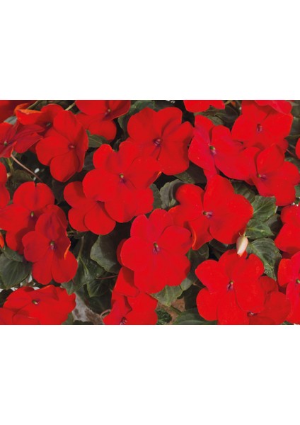 Cam Güzeli Çiçeği -Impatiens Walleriana - Kırmızı 5 Adet fırsatları
