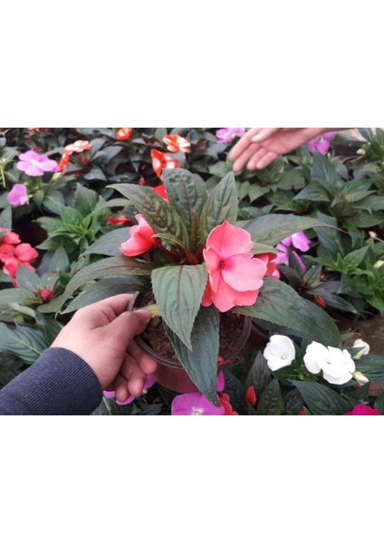 Cam Güzeli Çiçeği -Impatiens Walleriana - Kırmızı 5 Adet indirimleri