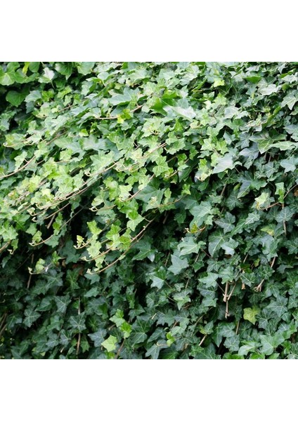Hedera Helix Orman Sarmaşığı 100 150 Cm 5 Adet fiyatları