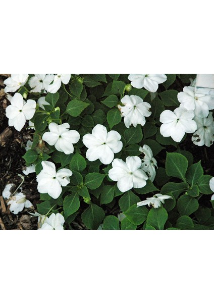 Cam Güzeli Çiçeği -Impatiens Walleriana - Beyaz 10 Adet fiyatları
