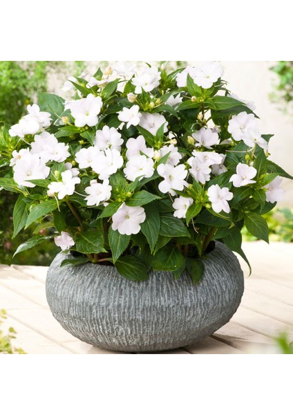 Cam Güzeli Çiçeği -Impatiens Walleriana - Beyaz 10 Adet indirimleri