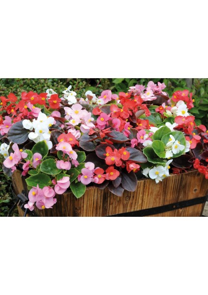 Begonya – Begonia Karışık Renklerde 15 Adet